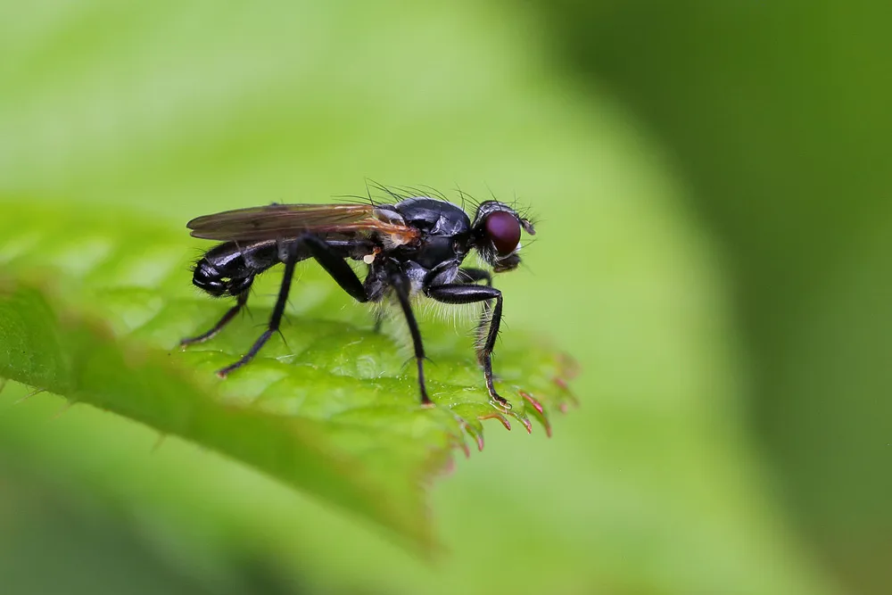 Cordilura ciliata - photo 3