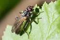 Cordilura confusa
