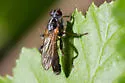 Cordilura confusa - photo 2