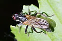 Cordilura confusa - photo 3