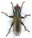 Cordilura confusa - photo 4