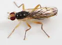 Cordilura dimidiata