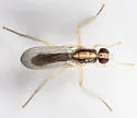 Cordilura emarginata
