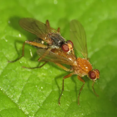 Cordilura fuscipes