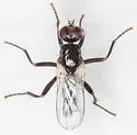 Cordilura gagatina - Cordilura gagatina