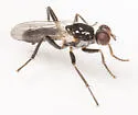 Cordilura gagatina - photo 2