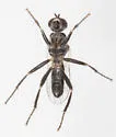 Cordilura gagatina - photo 4