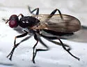 Cordilura gagatina - photo 5