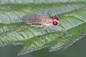 Cordilura glabra