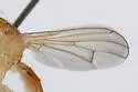 Cordilura glabra - photo 2