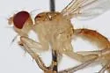 Cordilura glabra - photo 3