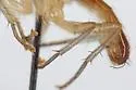 Cordilura glabra - photo 4