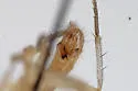 Cordilura glabra - photo 5