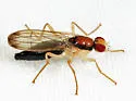 Cordilura gracilipes