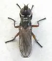 Cordilura intermedia