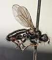 Cordilura intermedia - photo 3