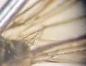 Cordilura intermedia - photo 4