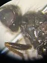 Cordilura intermedia - photo 5