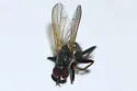 Cordilura latifrons - photo 2