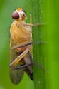 Cordilura luteola