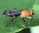 Cordilura luteola - photo 2