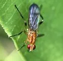 Cordilura luteola - photo 3
