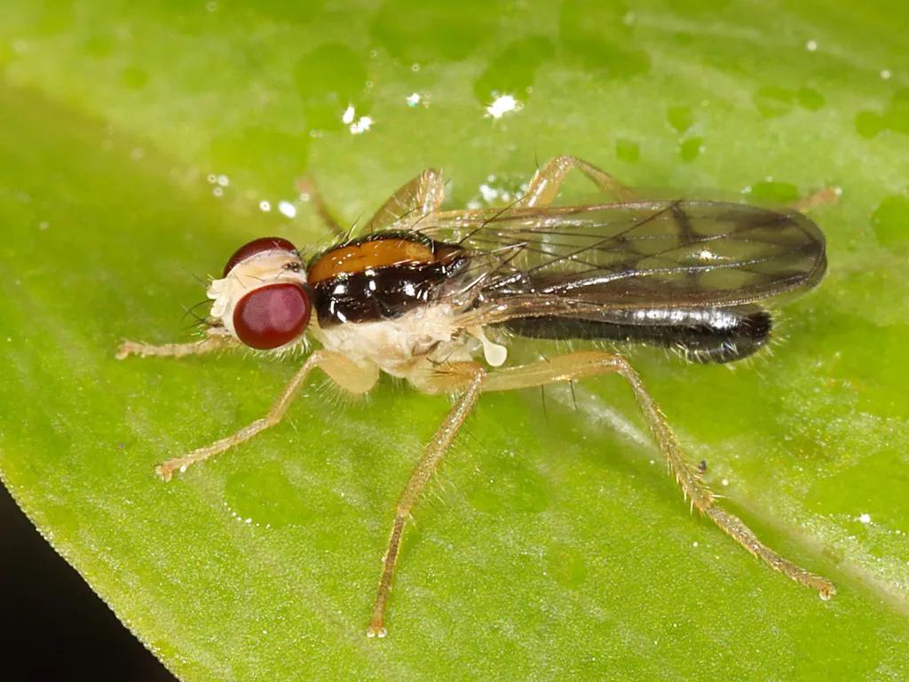 Cordilura munda