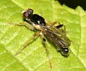 Cordilura pleuritica