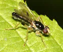 Cordilura pleuritica - photo 2