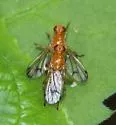 Cordilura praeusta