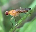 Cordilura praeusta - photo 3