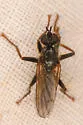 Cordilura pudica - Cordilura pudica