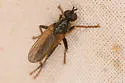 Cordilura pudica - photo 2