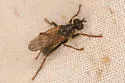 Cordilura pudica - photo 3