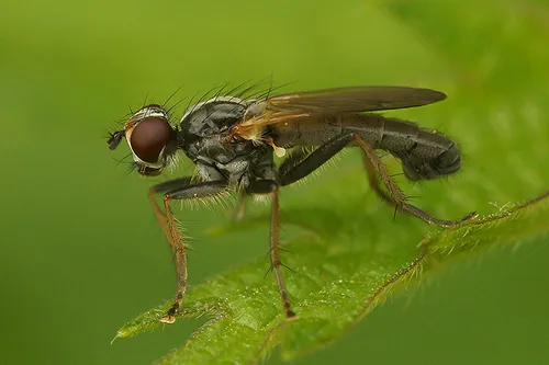 Cordilura rufipes
