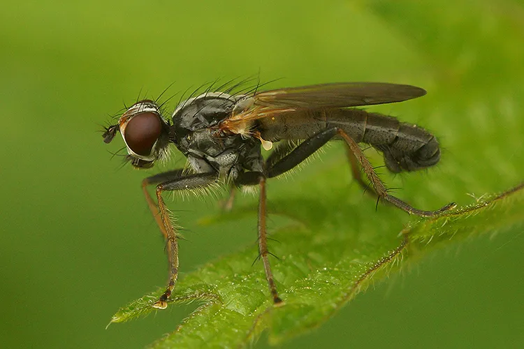 Cordilura rufipes - photo 3