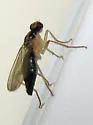 Cordilura scapularis - photo 2