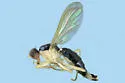 Cordilura scapularis - photo 3