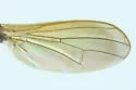 Cordilura scapularis - photo 4