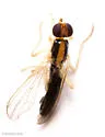 Cordilura scapularis - photo 5