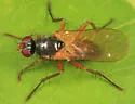 Cordilura setosa