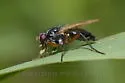Cordilura setosa - photo 2