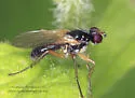 Cordilura setosa - photo 4
