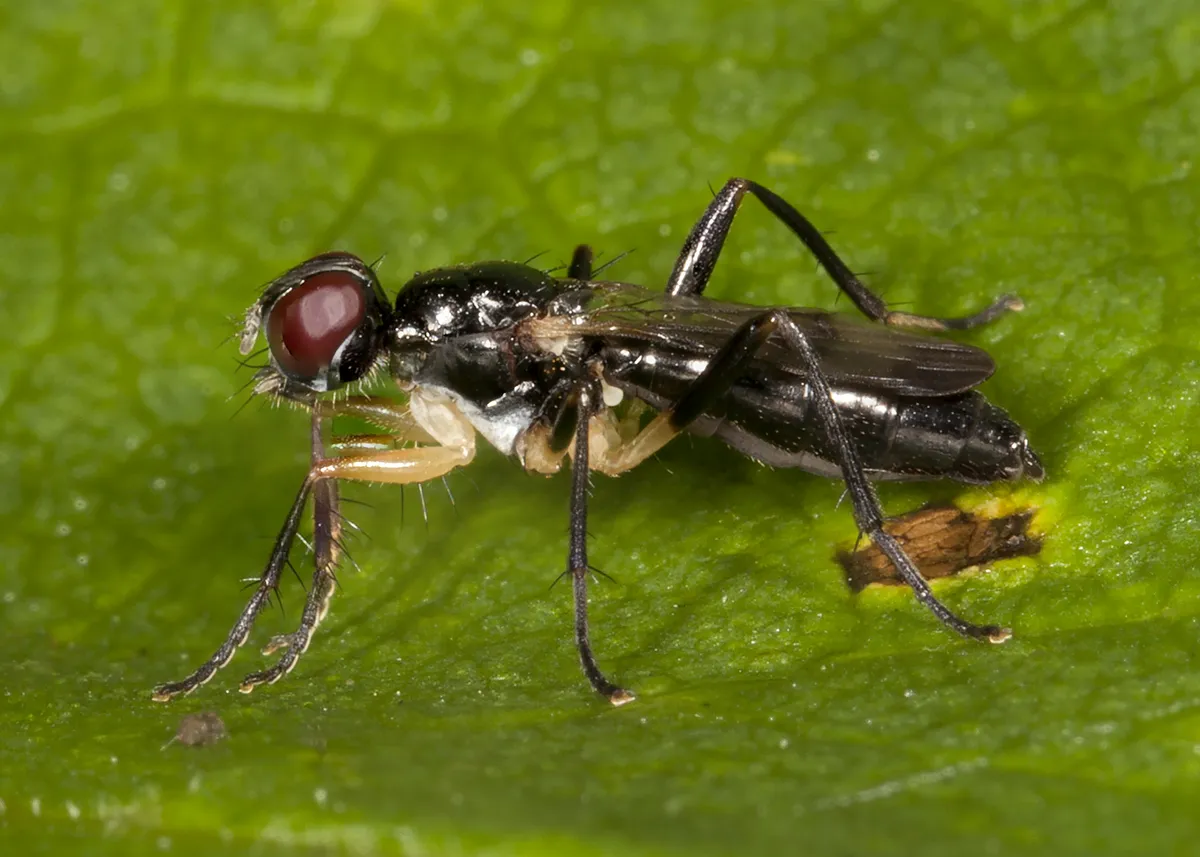 Cordilura varipes - photo 2