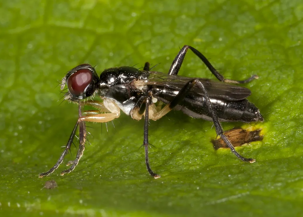 Cordilura varipes - photo 3
