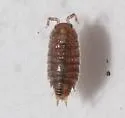Cordioniscus stebbingi