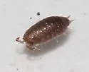 Cordioniscus stebbingi - photo 2