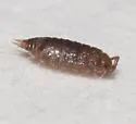 Cordioniscus stebbingi - photo 3