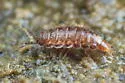 Cordioniscus stebbingi - photo 4