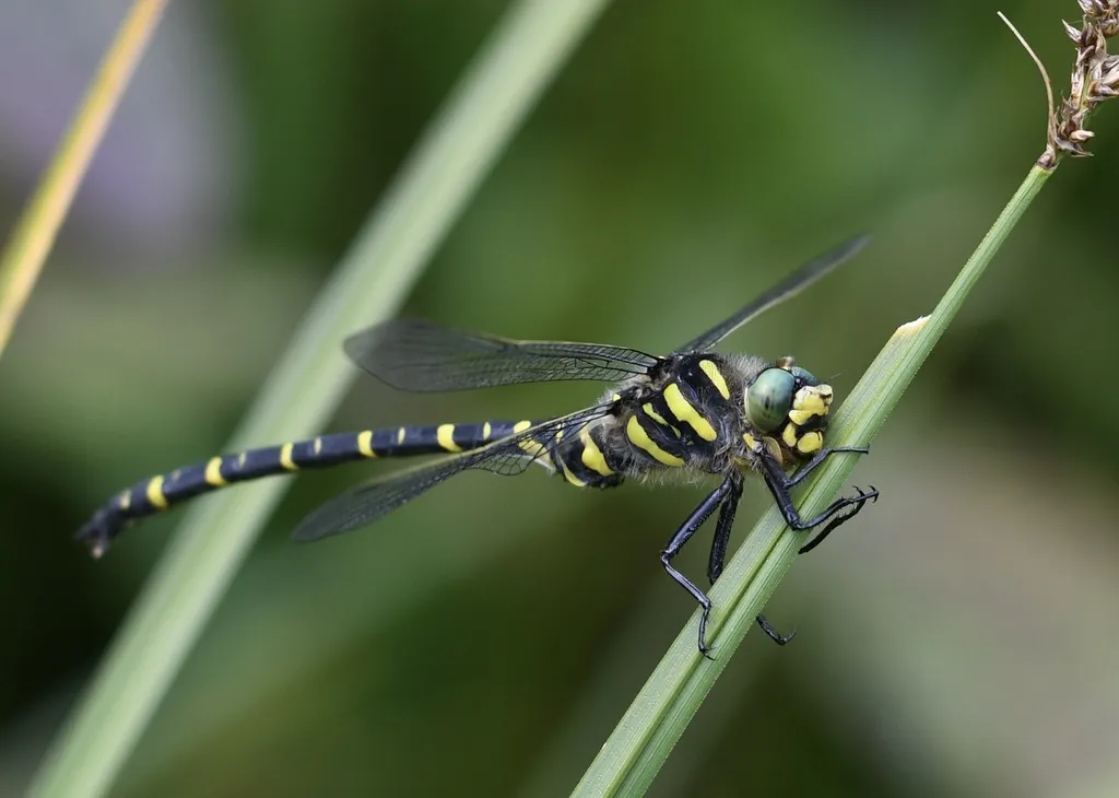 Golden-ringed Dragonfly - photo 2